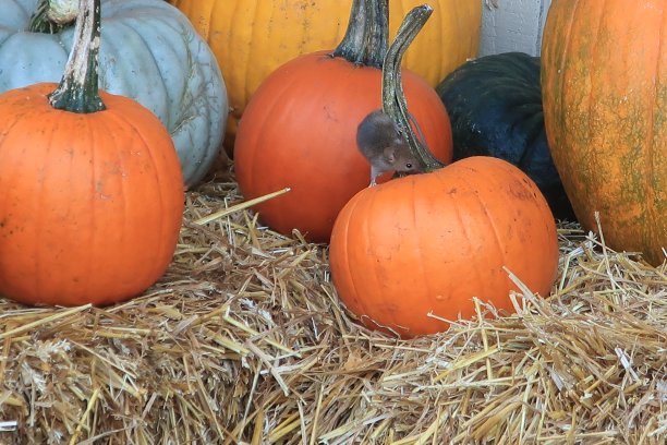 鼠标和南瓜图片下载