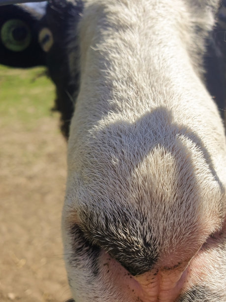 农场里的奶牛穿过栅栏图片下载