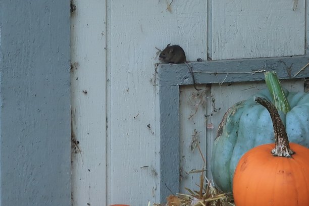 鼠标和南瓜图片下载