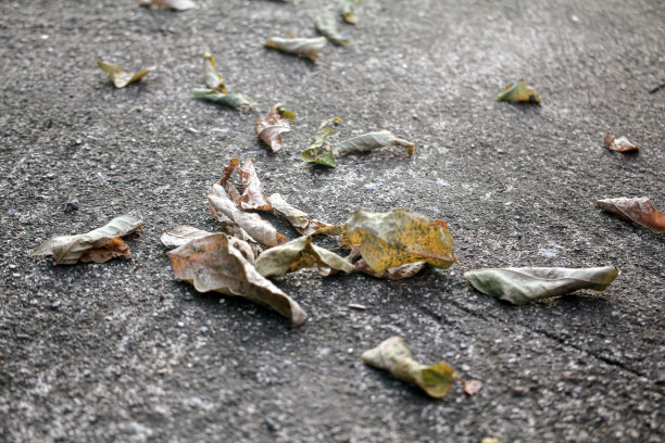 我花园的背景图片图片下载