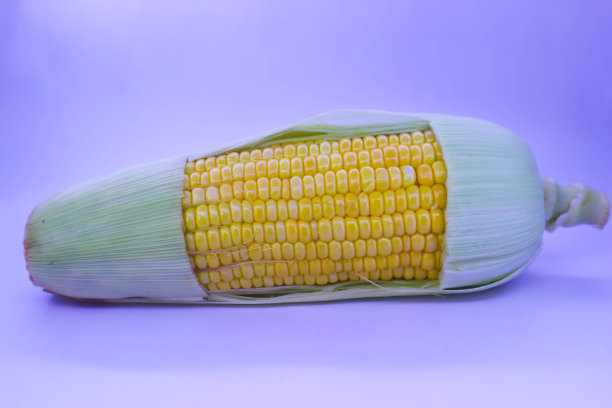 白色背景下的甜玉米图片下载
