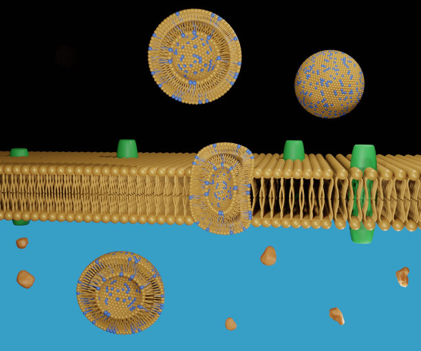 转移小体是超变形的纳米药物载体图片下载