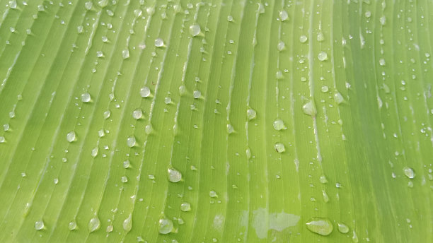 雨点溅在芭蕉叶上图片下载