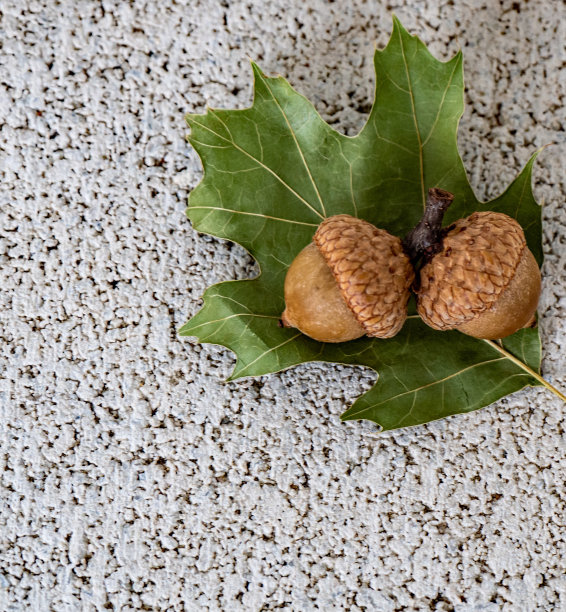 橡子和一片橡树叶子图片下载