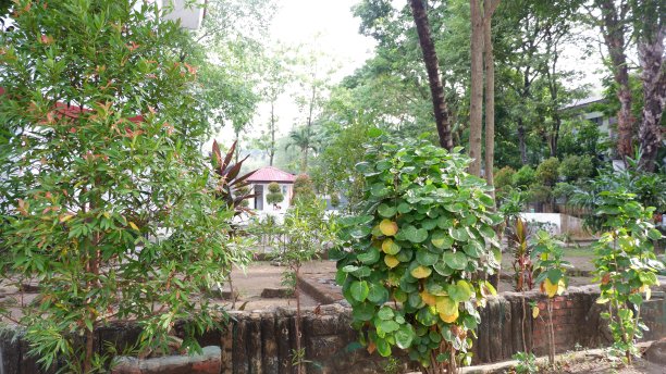 校园里的树木图片下载