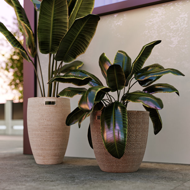 在后院的装饰花盆里种植室内植物。三维渲染图片下载