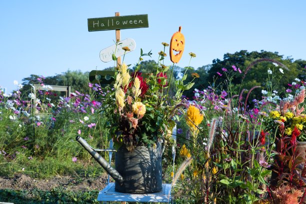 十月有趣可爱的万圣节物品图片下载