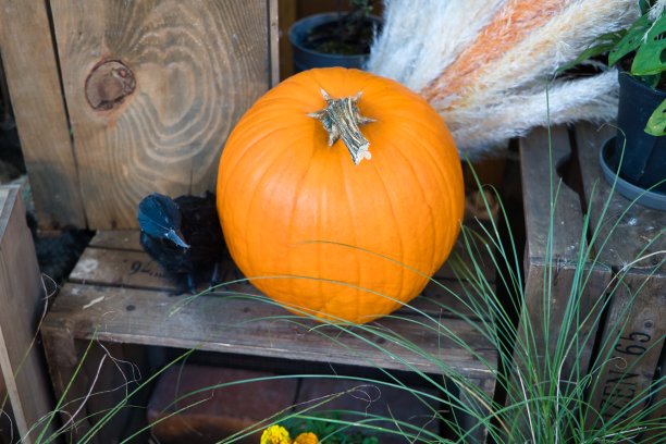 十月有趣可爱的万圣节物品图片下载