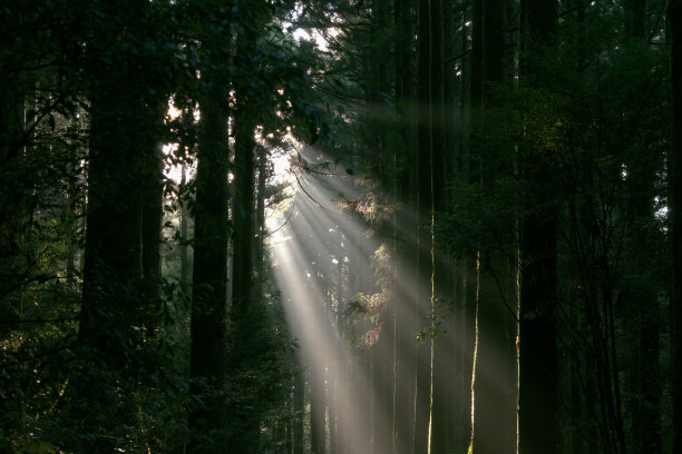 屋久马在日本屋久木的自然图片下载