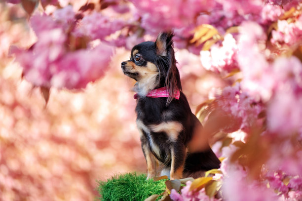 侧视图画像吉娃娃狗对樱花树图片下载