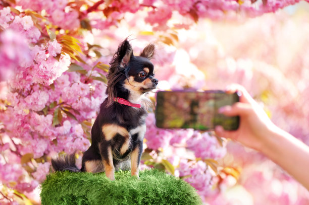 盛开的樱花下的狗正在移动拍照图片下载