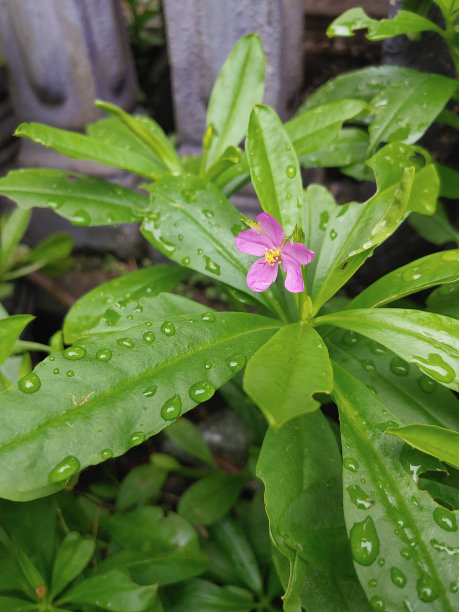 狐狸（狐狸科）图片下载