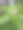 狐狸（狐狸科）图片下载