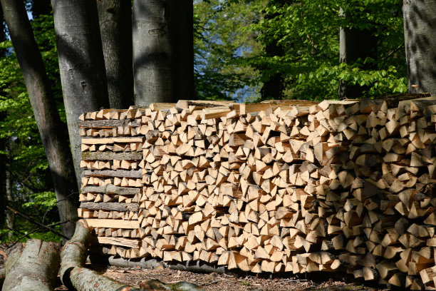 森林里的柴火堆图片下载