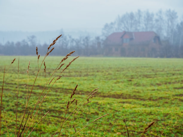 模糊的乡村房子独自站在一个忧郁的雾蒙蒙的冬日里，专注于前景上的一片干燥的草地图片下载