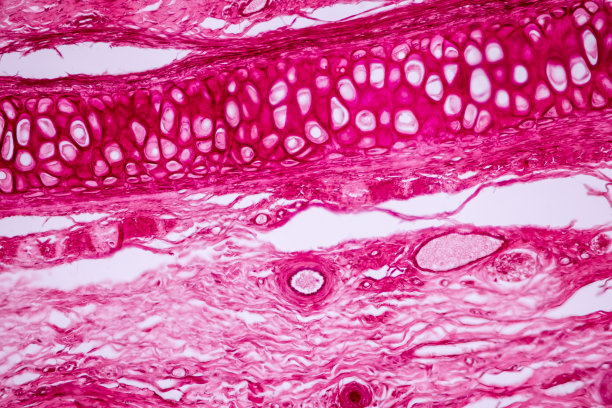 透明软骨，弹性软骨和骨人。图片下载