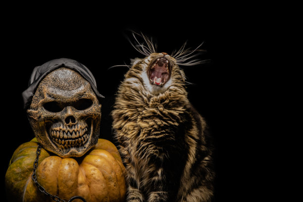 缅因州的一只猫参与了一幅带有万圣节气氛的静物画图片下载