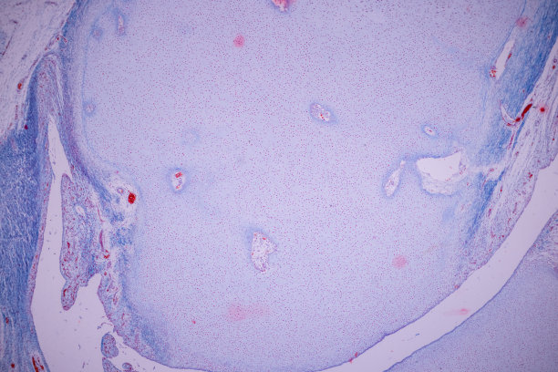 透明软骨，弹性软骨和骨人。图片下载