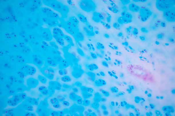 透明软骨，弹性软骨和骨人。图片下载