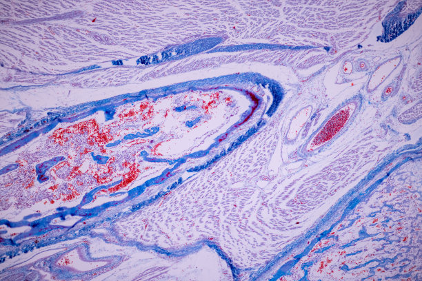 透明软骨，弹性软骨和骨人。图片下载