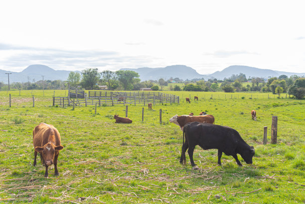 家畜场中的家畜图片下载