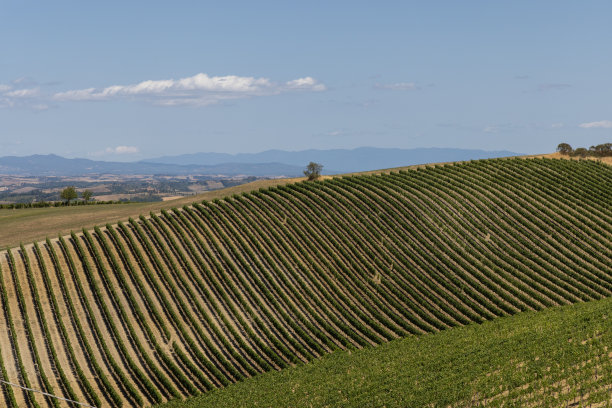 在意大利托斯卡纳、蒙塔奇诺、布鲁内罗葡萄酒区和联合国教科文组织遗产的葡萄园中，在夏末或秋末收获高级红酒葡萄。图片下载