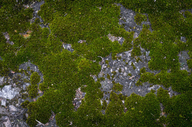 阴天长满青苔的岩石。抽象的自然背景，复制空间。图片下载