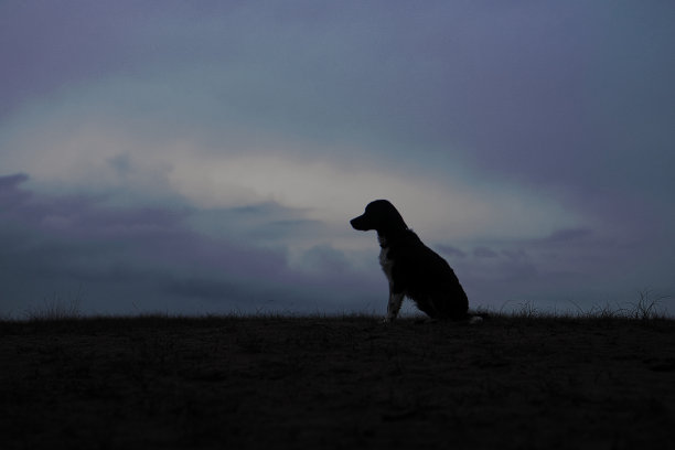 狗的剪影图片下载