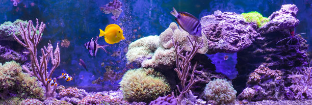 珊瑚礁池，海洋水族馆。图片下载