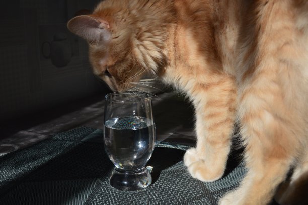 一只猫靠近一杯水图片下载