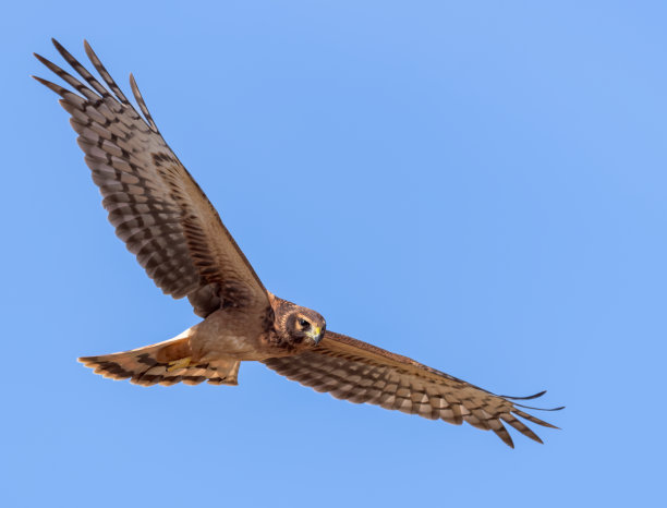 北鹞(哈德逊鹞)图片下载