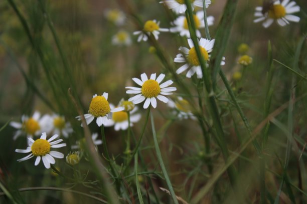 甘菊是一种药用植物。花朵特写。图片下载