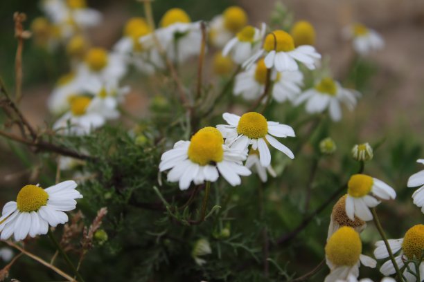 甘菊是一种药用植物。花朵特写。图片下载