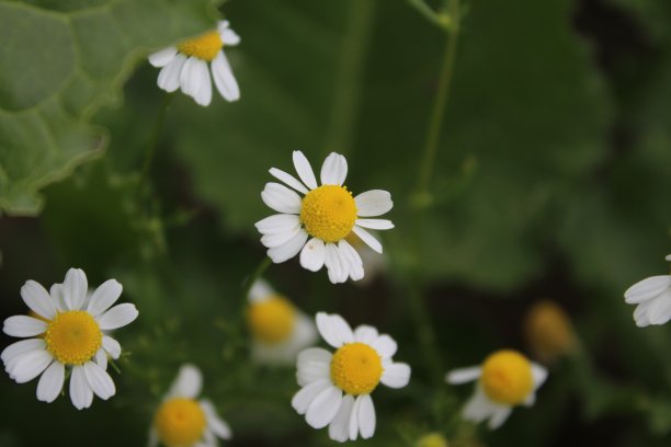 甘菊是一种药用植物。花朵特写。图片下载