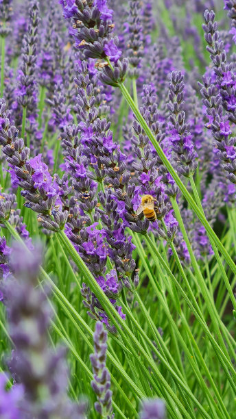 薰衣草上的蜜蜂图片下载