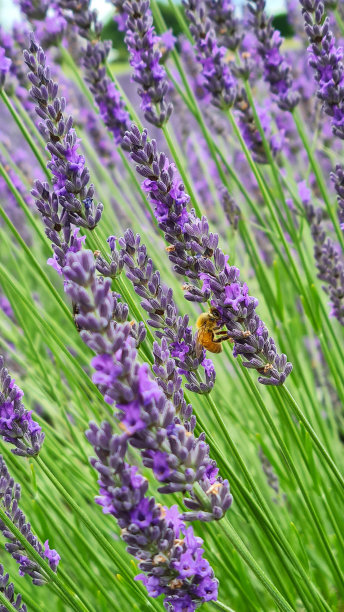 蜜蜂在薰衣草花上图片下载