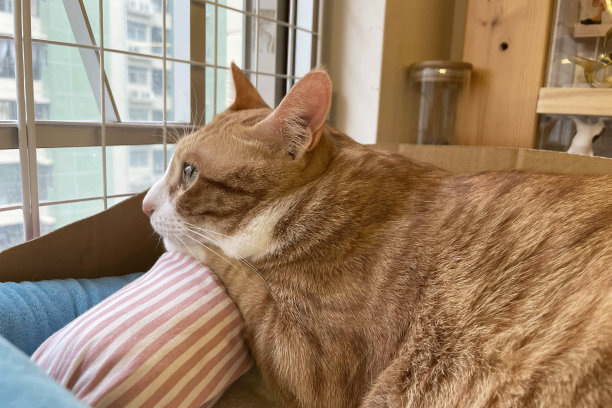 橙色的小花猫看到窗外是一个巨大的世界。高质量的虎斑猫照片。猫在家里。猫看着窗外。图片下载