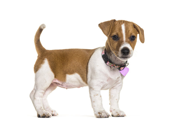 小狗杰克罗素戴着粉红色的心形奖章，隔离在白色上图片下载