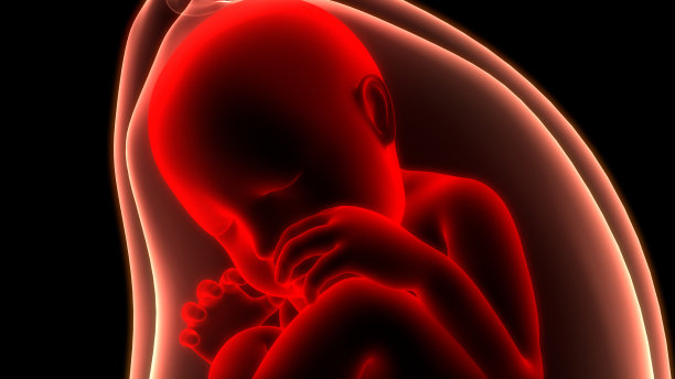 子宫解剖学中的人类非斯都婴儿图片下载