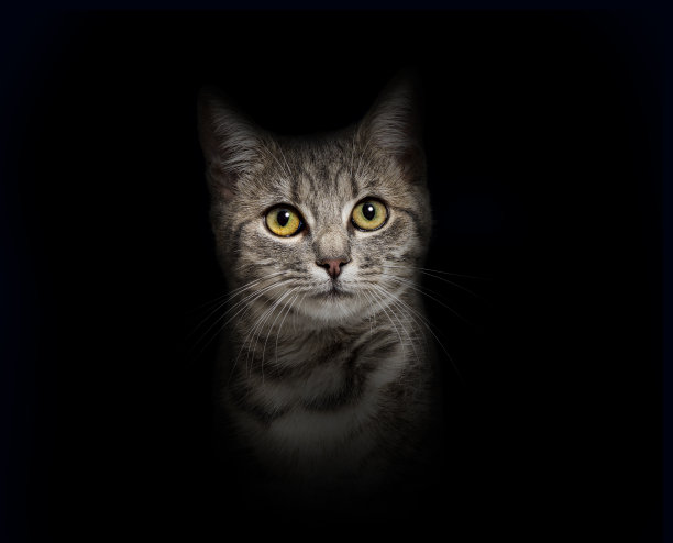 灰色条纹虎斑混合品种猫的肖像在黑色背景图片下载
