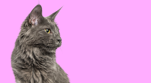 一只猫在粉色背景下看向别处的头部照片图片下载
