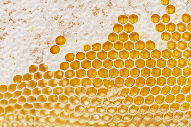 一个蜂房框架的蜂巢的特写，里面满是滴落的蜂蜜图片下载