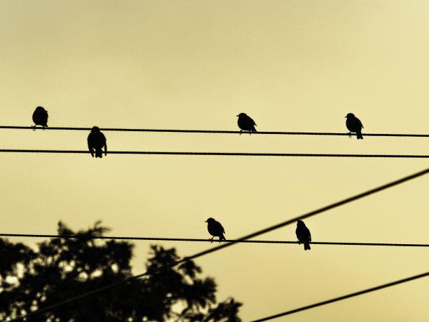 鸟儿的剪影坐在电线上图片下载