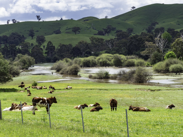 在洪水泛滥的田地里放松的奶牛图片下载