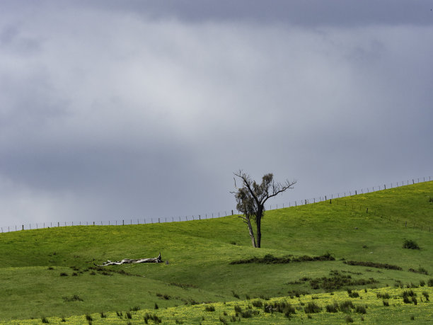 起伏的绿色山丘图片下载