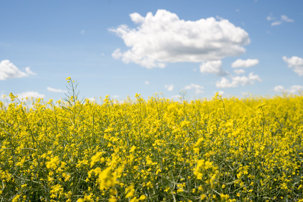 阳光明媚的油菜领域图片下载