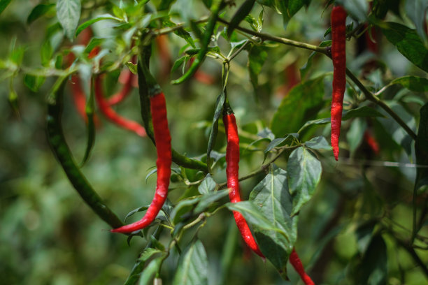 农场里生长的红辣椒图片下载