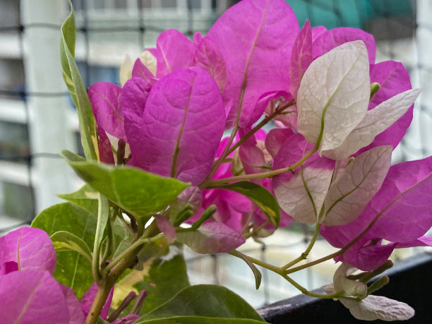 热带亮粉色三角梅苞的特写图像，夏季攀爬观赏开花的三角梅藤生长在住宅阳台的凸起床上，印度Ghaziabad，鸽子防鸟网，重点在前景图片下载