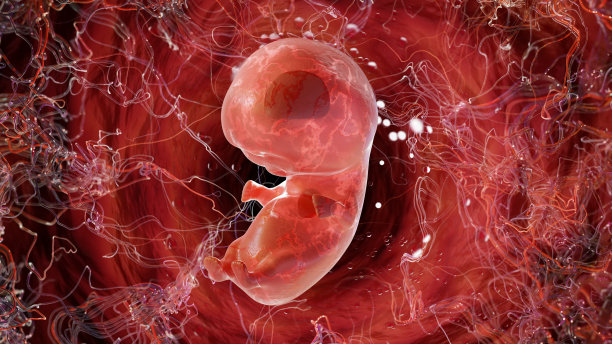 人类胎儿6周，3d渲染。怀孕6 - 8周。子宫里的胚胎图片下载