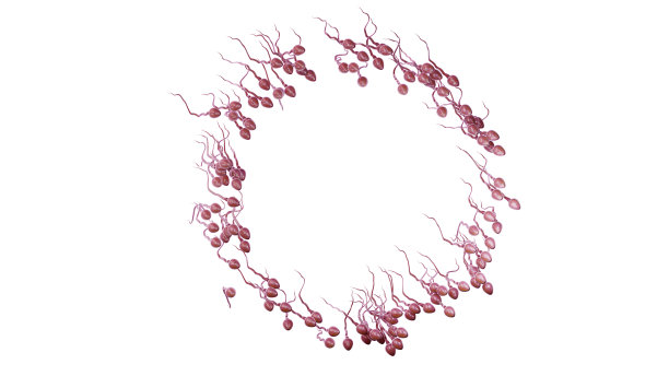 精子细胞流动，3d渲染。精子，隔离在白色背景上图片下载